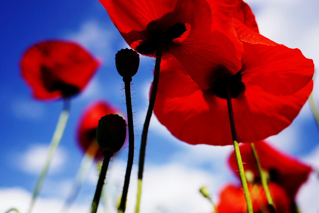 red poppies